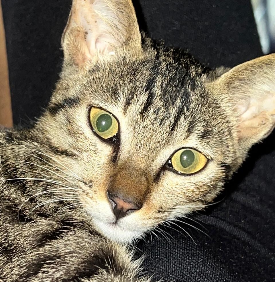 Meow the Cat - Professional Feline